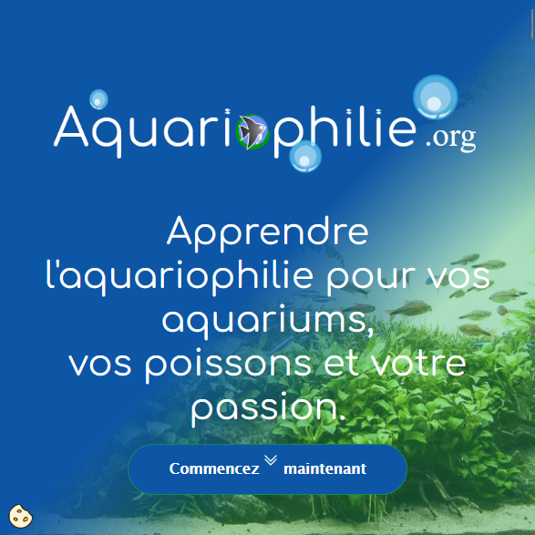 aqua